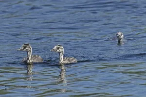 Great crested grebe three young birds swimming side by side in water on the left