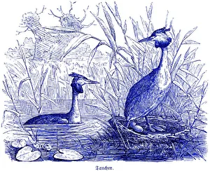 Two Great Crested Grebes with clutch of eggs