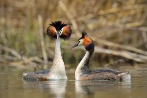 Great Crested Grebes (Podiceps cristatus)