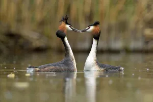 Great Crested Grebes (Podiceps cristatus) during a courtship display