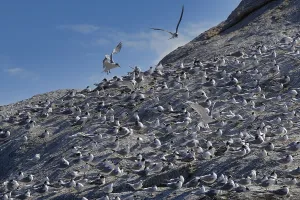 Great Crested-Terns (Thalasseus bergii)