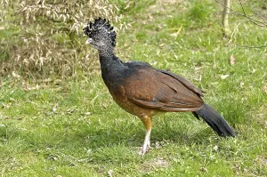 Great Curassow (Crax rubra), female