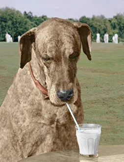 Great Dane drinks with straw, England