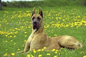 Great Dane or German Mastiff laying in Dandelion's Flowers (Old Standard Breed with Cut Ears)