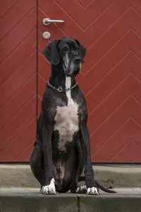 Great Dane in front of a red door
