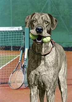 Great Dane with tennis balls, England