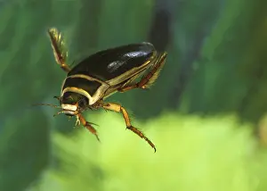 Great diving beetle (dytiscus marginalis)