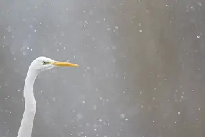 Great egret (Ardea alba), animal portrait
