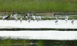 Great egret (Ardea alba) and black storks (Ciconia nigra) in the shallow water zone of a pond