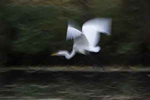 A great egret (Ardea alba) in blurred flight over a green landscape