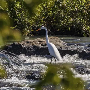 Great Egret (Ardea alba), Cataratas del Iguazu