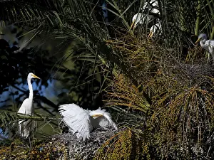 Great Egret (Ardea alba) defending its nest in a palm tree