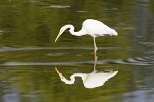 Great Egret (Ardea alba), fishing, reflection in the water, North Hesse, Hesse, Germany, Europe