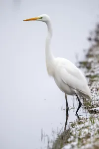 Great egret (Ardea alba) fishing at a water body