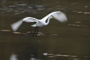 A great egret (Ardea alba) flies over the water