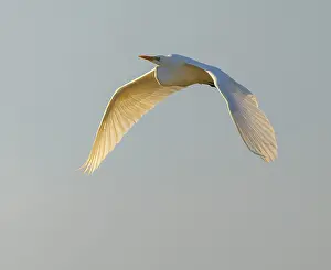 Great egret (Ardea alba) in flight