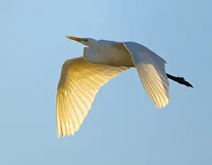 Great egret (Ardea alba) in flight