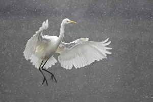 Great egret (Ardea alba), flying up