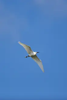Great egret (Ardea alba) flying in the sky