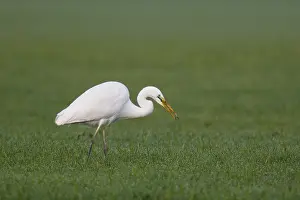 Great Egret (Ardea alba) foraging
