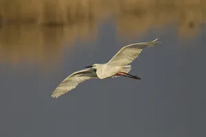 Great Egret, Ardea alba, great egret