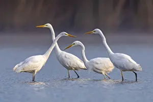 Great Egret (Ardea alba) group