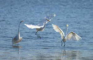 Great egret (Ardea alba), three herons fighting in the shallow water zone of a lake