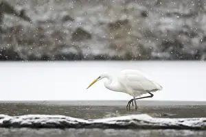 Great egret (Ardea alba) hunting at the ice edge