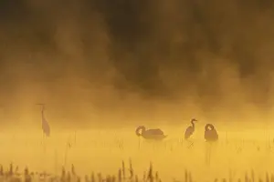 Great egret (Ardea alba), mute swans (Cygnus olor)