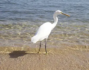 Great Egret (Ardea Alba) near sea