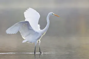 Great Egret (Ardea alba), North Hesse