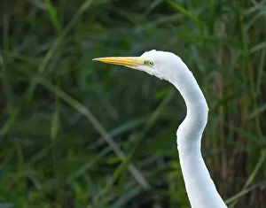 Great egret (Ardea alba), portrait