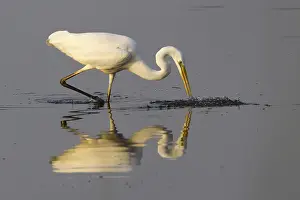 Great egret (Ardea alba) on prey hunt at the water