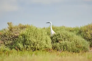 Great egret (Ardea alba) standing behind bushes