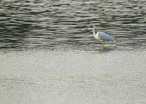 Great Egret (Ardea alba) standing in the shallow water zone of a wetland