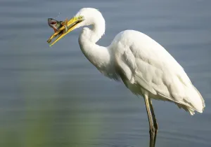 Great egret (Ardea alba) stands in the shallow water zone of a wetland with a fish in its beak