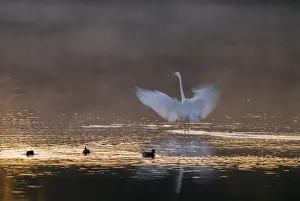 Great egret (Ardea alba) stands with wings spread out in warm