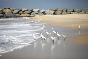 Great egret (Ardea alba, syn.: Casmerodius albus)