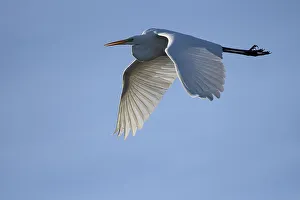 Great egret (Casmerodius albus)
