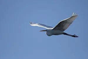 Great egret (Casmerodius albus)