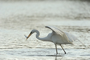 Great Egret (Casmerodius albus)