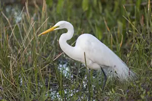 Great Egret (Casmerodius albus)