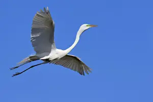 Great Egret (Casmerodius albus)