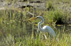 Great Egret (Casmerodius albus)