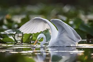 Great egret (Casmerodius albus) hunting