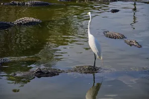Great Egret (Egretta alba)