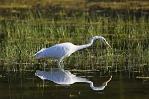 Great Egret (Egretta alba), Allgaeu