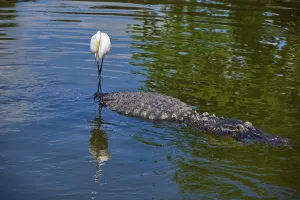Great Egret (Egretta alba), on an American Alligator (Alligator mississippiensis)