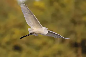 Great egret (Egretta alba), in flight