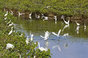 Great Egret (Egretta alba), Great White Egret (Egretta thula)